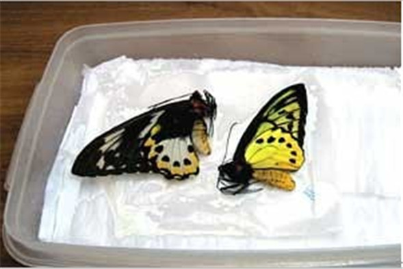 3将软化过后的蝴蝶置于吸水纸上,将体表水分吸干 以免影响后续步骤