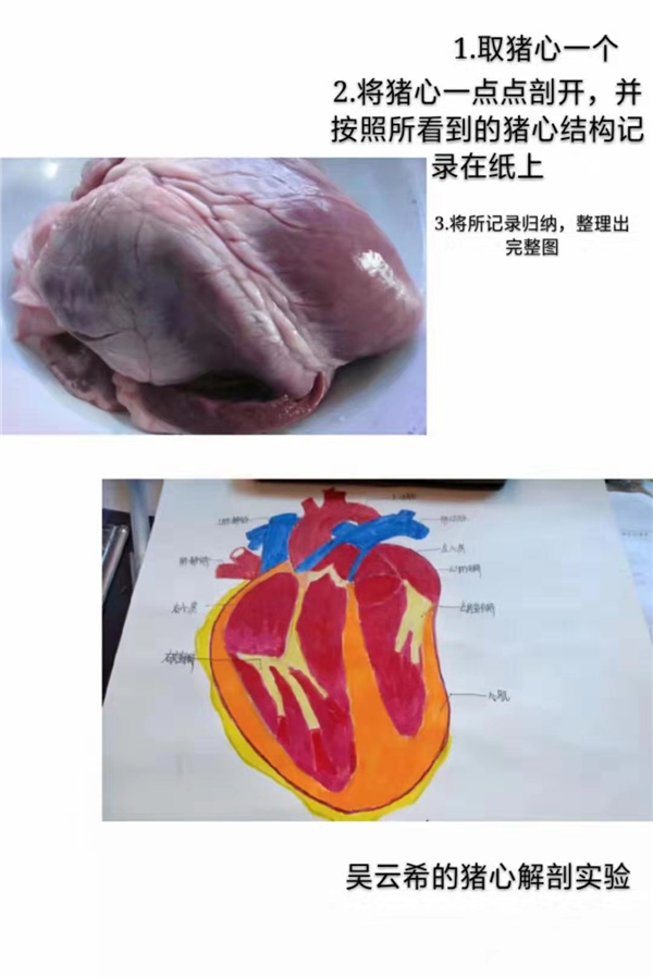 猪心内部结构图图片