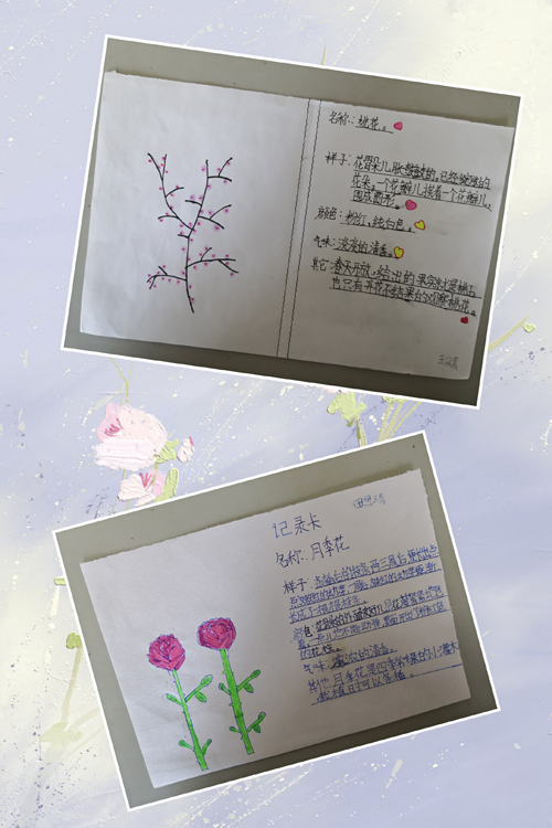 三年级桃花植物卡图片