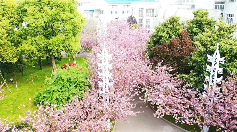 人间四月草木盛 淮外邀君共赏花
