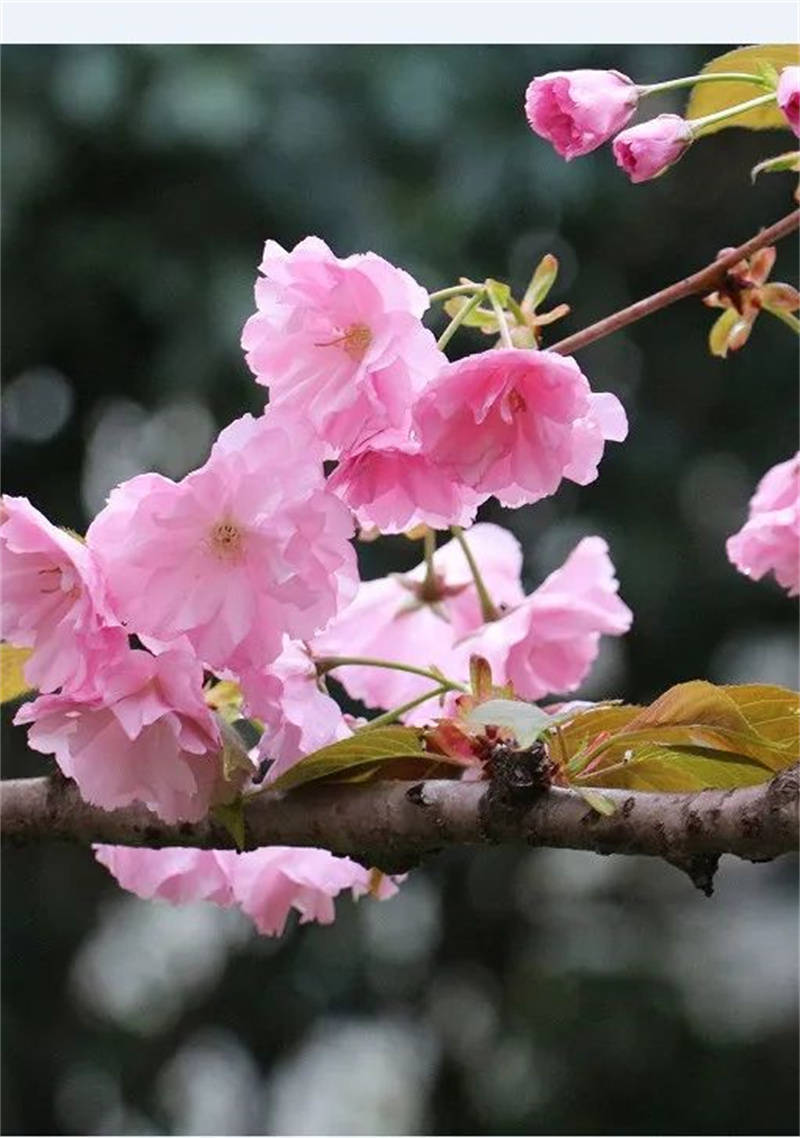 人间四月草木盛 淮外邀君共赏花
