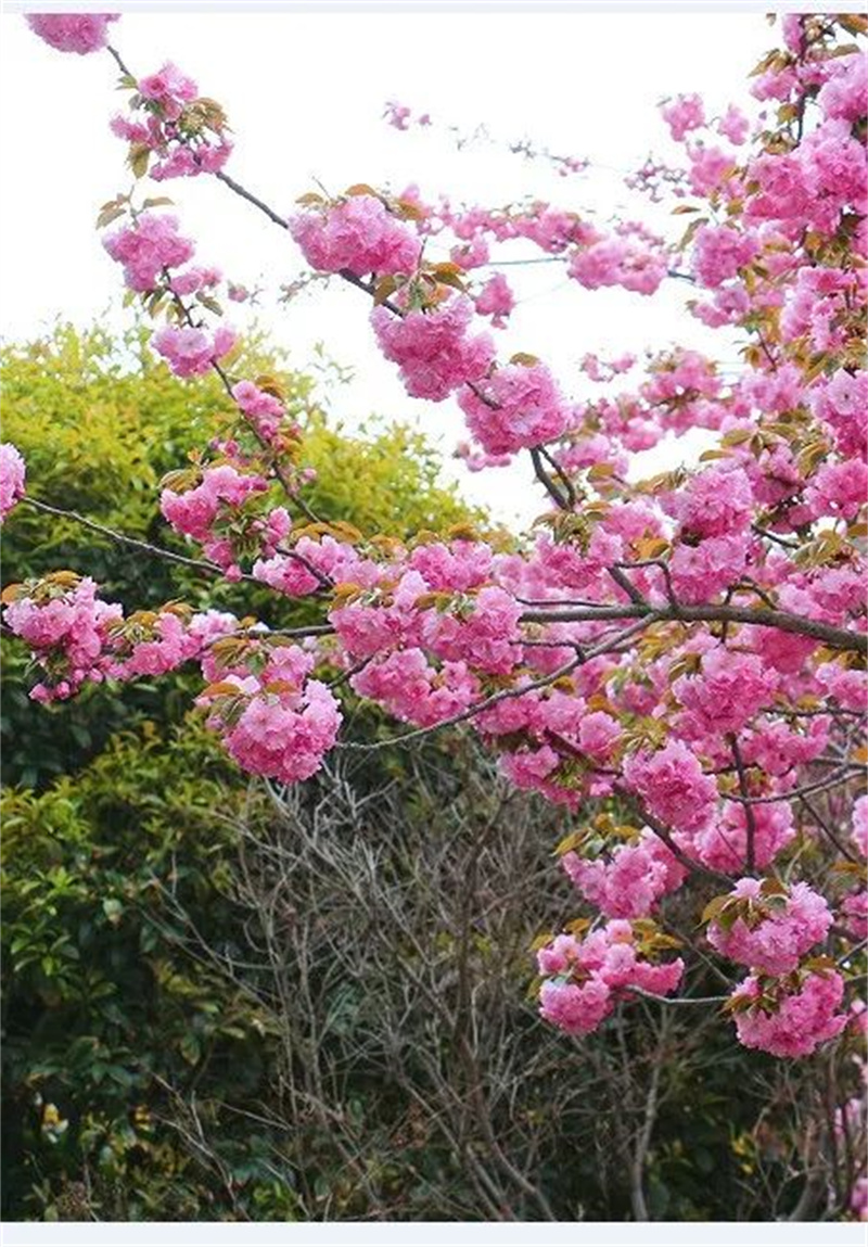 人间四月草木盛 淮外邀君共赏花