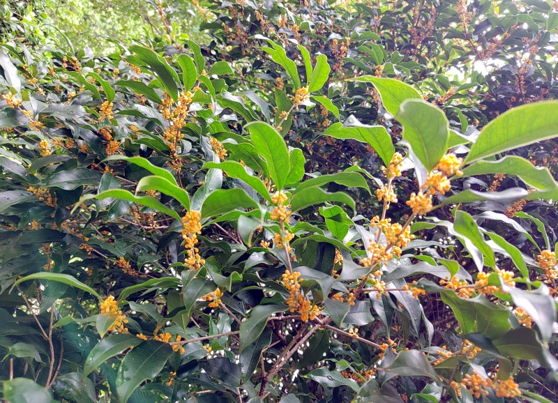 1761701219500599.jpg IMG_20251028_115758_副本.jpg